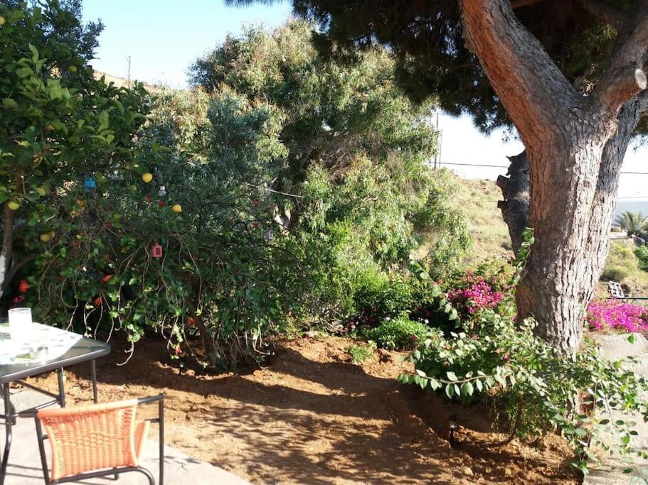 Grandpa Simos' Traditional Guest House Agios Romanos Екстер'єр фото