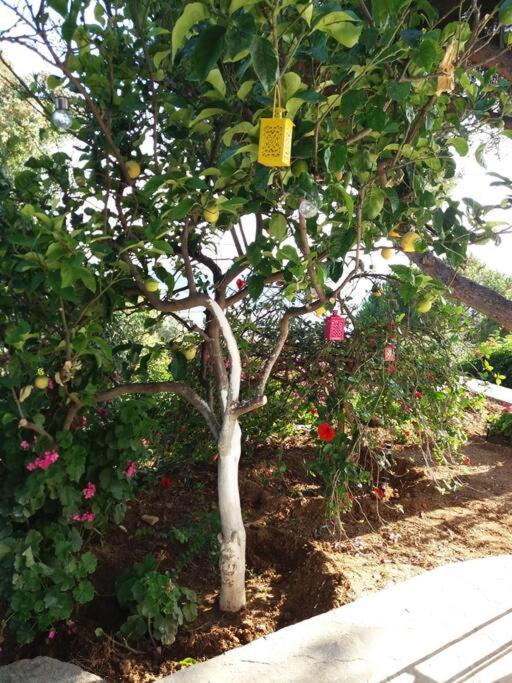 Grandpa Simos' Traditional Guest House Agios Romanos Екстер'єр фото