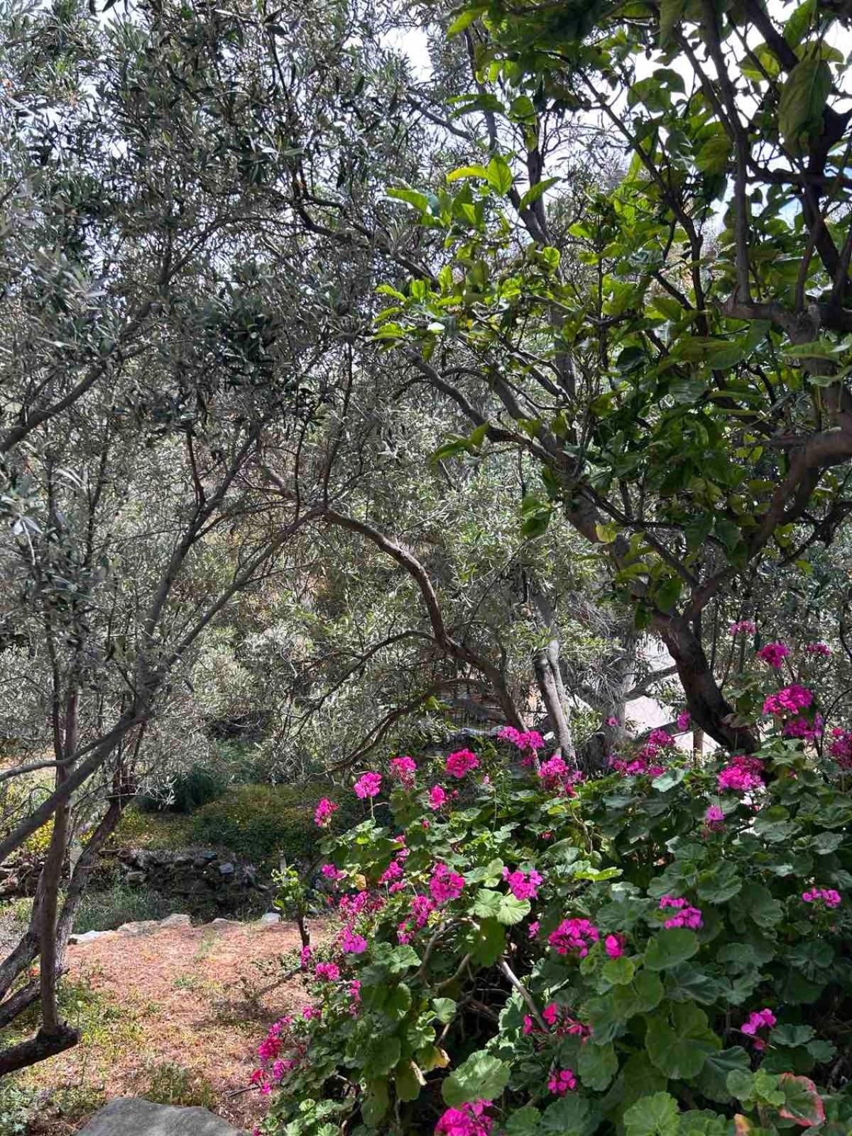 Grandpa Simos' Traditional Guest House Agios Romanos Екстер'єр фото